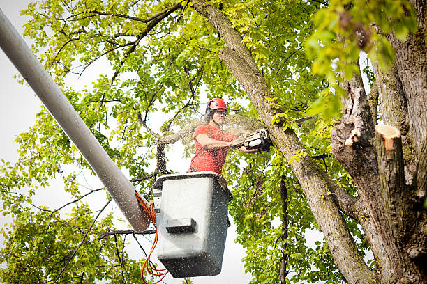 Best Palm Tree Trimming  in Reinholds, PA