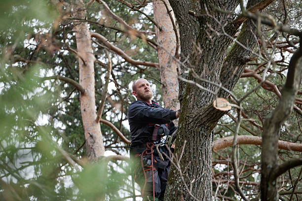 Best Hazardous Tree Removal  in Reinholds, PA