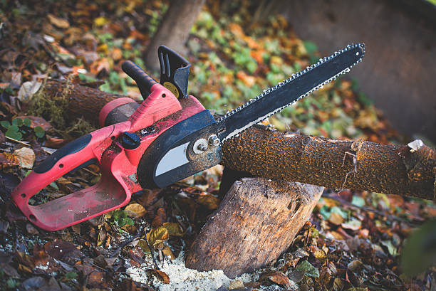 Best Stump Grinding and Removal  in Reinholds, PA