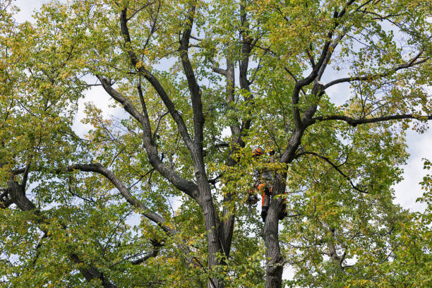 Best Tree Trimming and Pruning  in Reinholds, PA